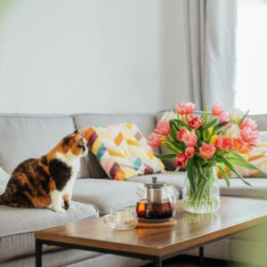 Focus on cat pet relaxing on couch sofa with vase of fresh tulips, tea pot and cup on coffee table